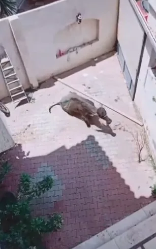 الحق العجل فك ! .."عجل" يُطارد ثلاثة رجال حاولوا ذبحه