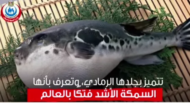 لو أكلت منها تموت.. الصحة تحذر من اسماك قاتلة بالأسواق